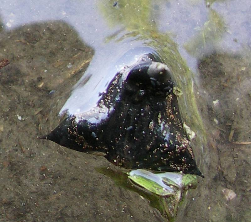 Image of Trapa ucrainica specimen.