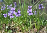 Viola uliginosa