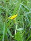 Inula salicina