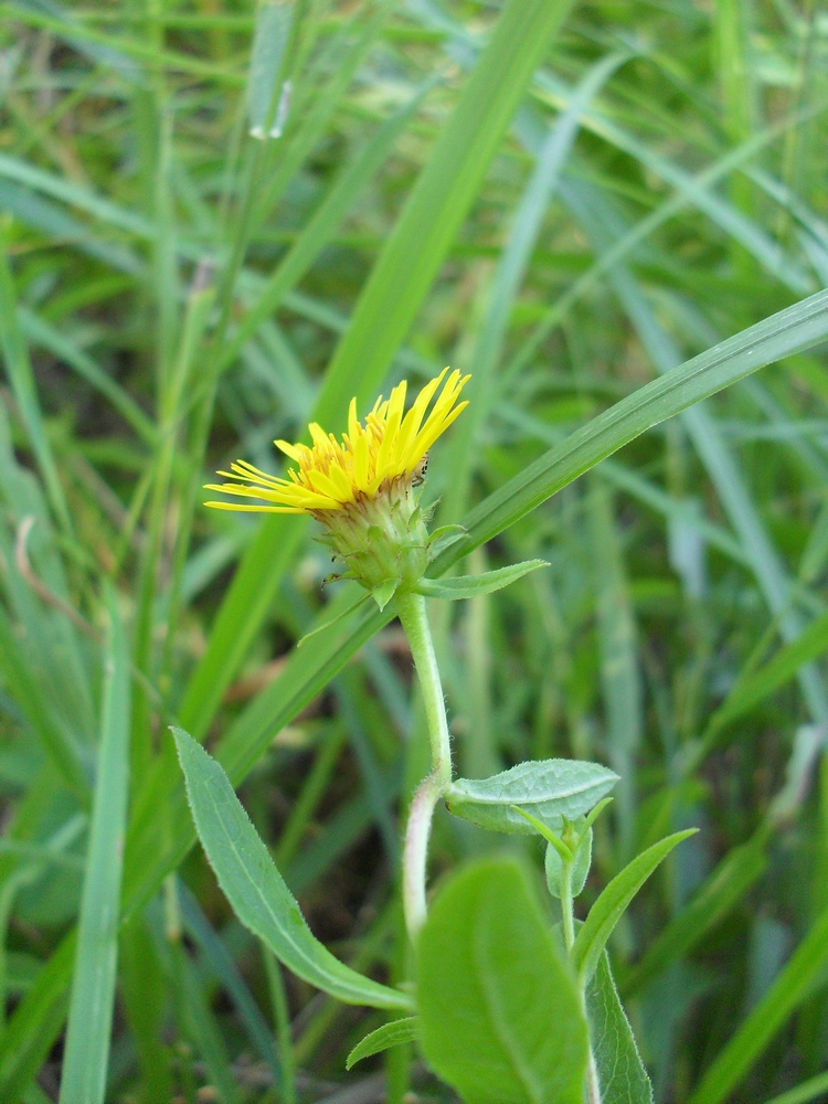 Изображение особи Inula salicina.