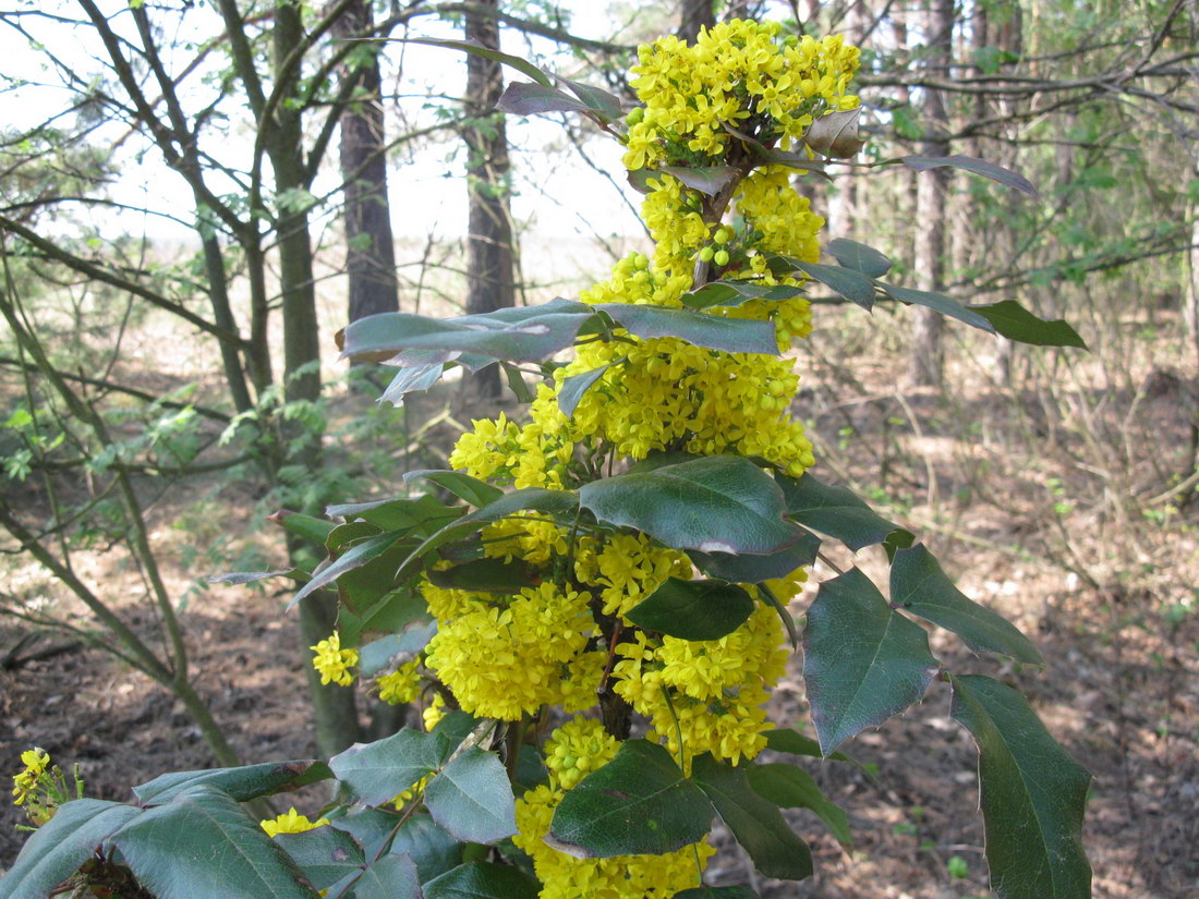 Image of Mahonia aquifolium specimen.