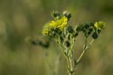 Potentilla recta