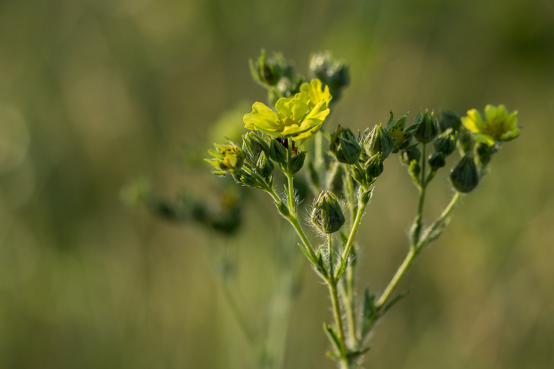 Изображение особи Potentilla recta.