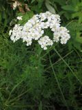 Achillea impatiens. Верхушка цветущего растения. Иркутская область, г. Нижнеудинск, нижнее течение р. Уват, сырой луг. 14.07.2012.