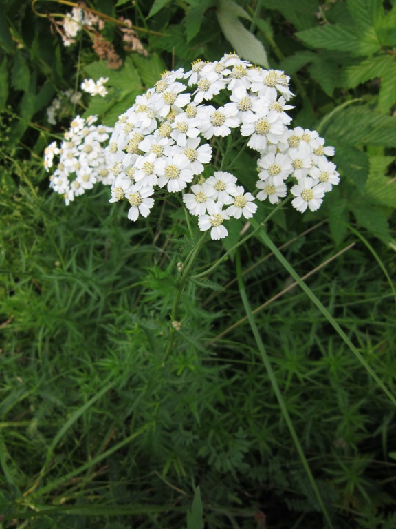 Изображение особи Achillea impatiens.