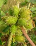 Xanthium orientale. Незрелые соплодия. Крым, Симферополь, западный берег Симферопольского водохранилища. 2 августа 2012 г.