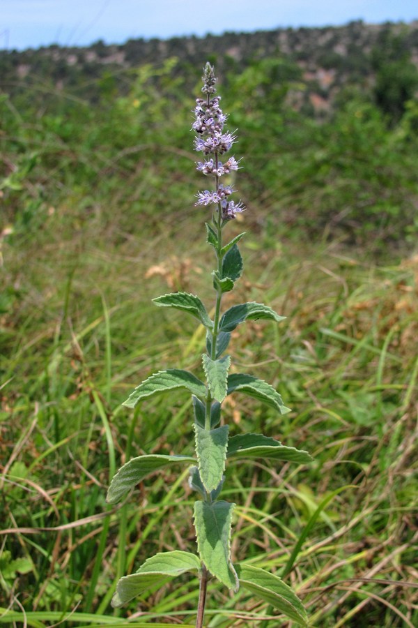 Изображение особи Mentha longifolia.