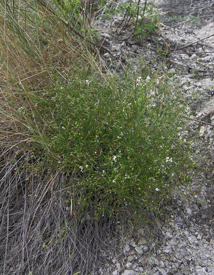 Изображение особи Asperula biebersteinii.