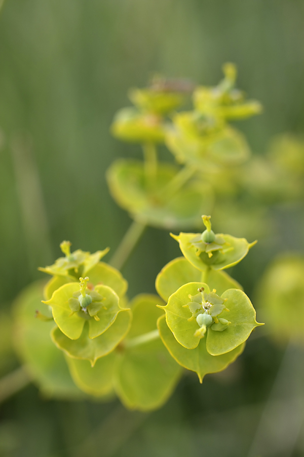 Изображение особи Euphorbia jaxartica.