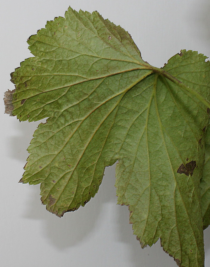 Image of Anemone vitifolia specimen.