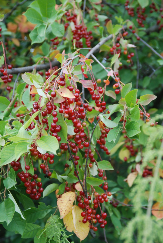 Image of Padus virginiana specimen.