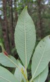 Image of taxon representative. Author is Геннадий Окатов