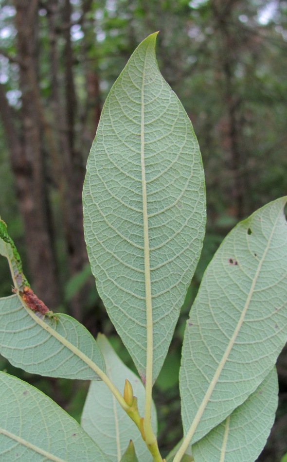 Image of Salix caprea specimen.