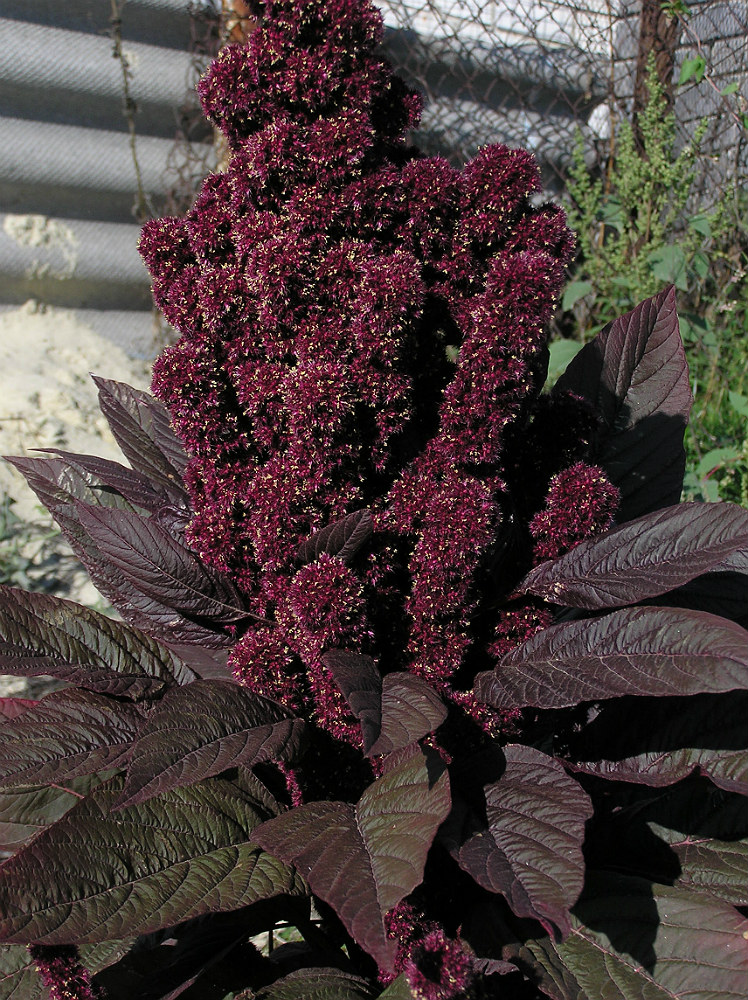 Image of Amaranthus hypochondriacus specimen.