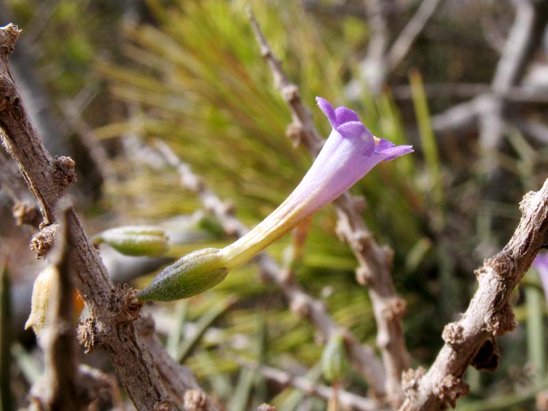 Image of Lycium intricatum specimen.