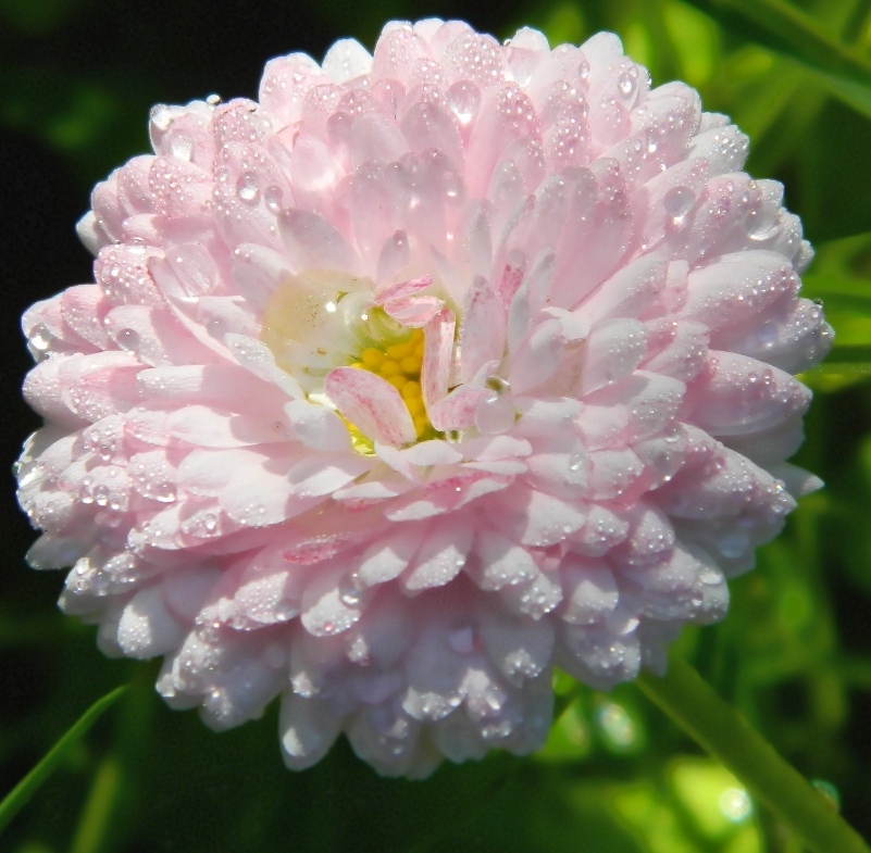 Изображение особи Bellis perennis.