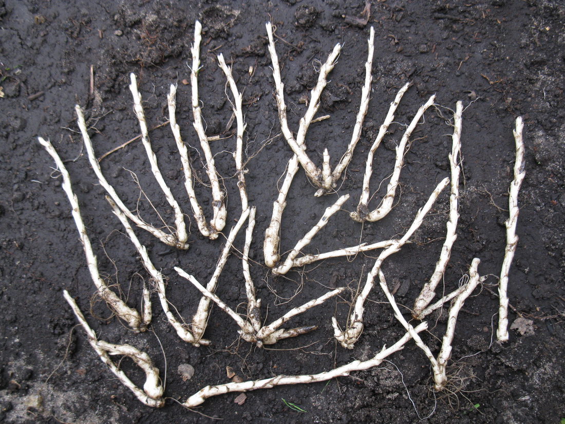 Image of Cardamine quinquefolia specimen.