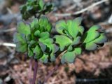 Aquilegia parviflora