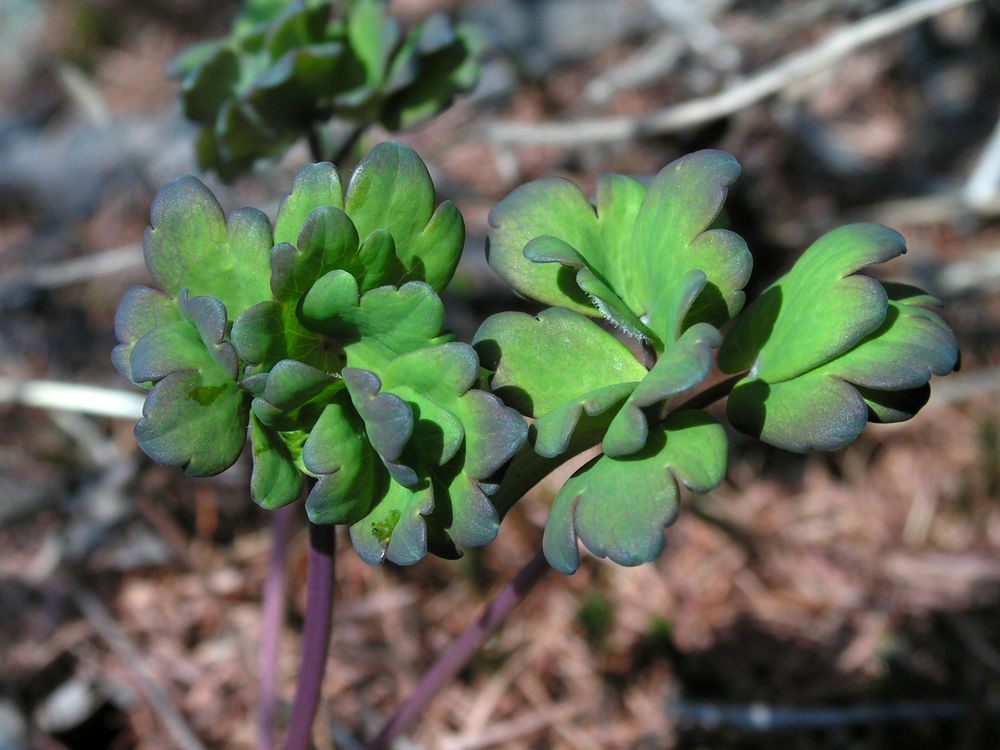 Image of Aquilegia parviflora specimen.