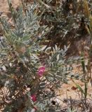 Astragalus bethlehemiticus