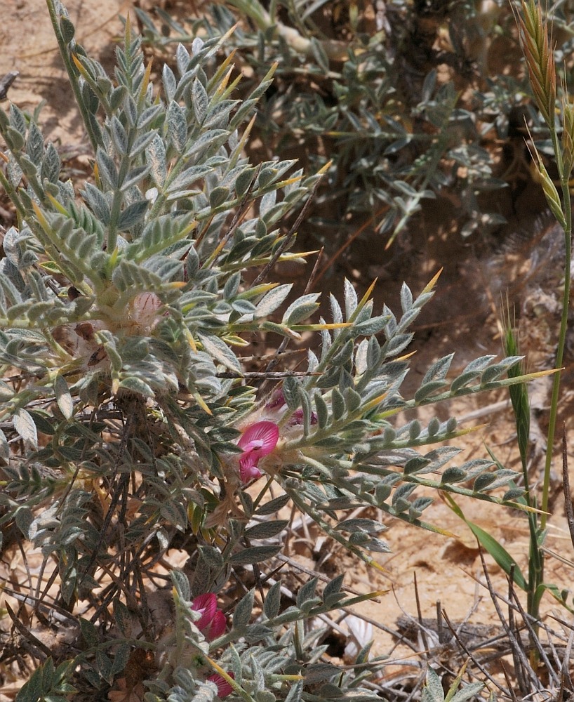 Изображение особи Astragalus bethlehemiticus.