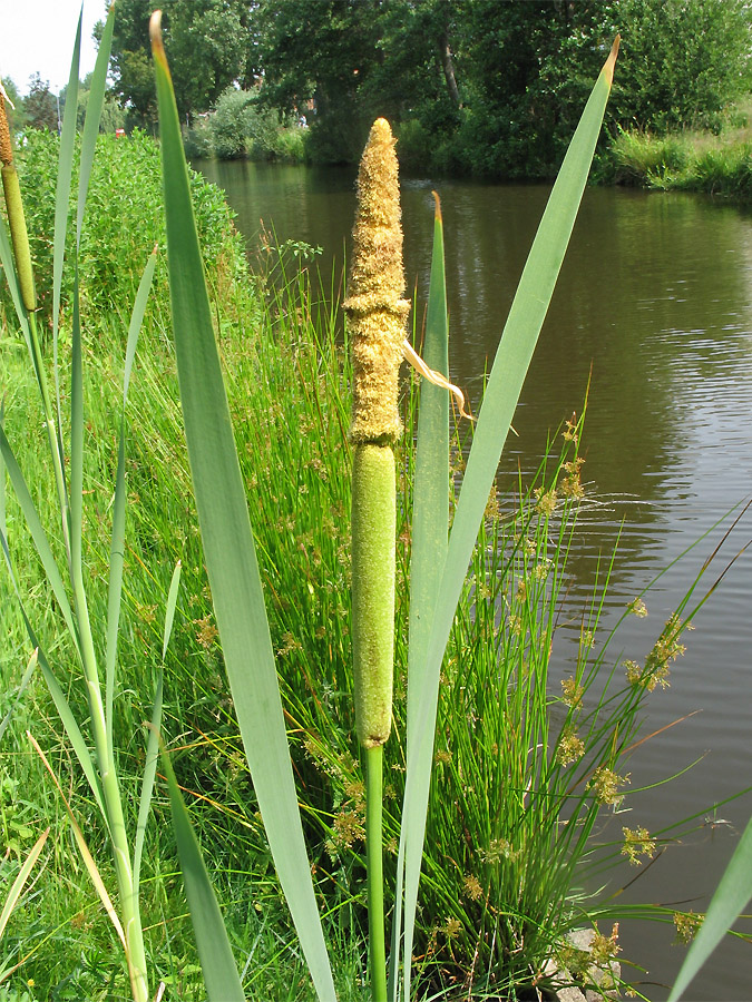 Image of Typha latifolia specimen.