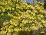 Thalictrum contortum