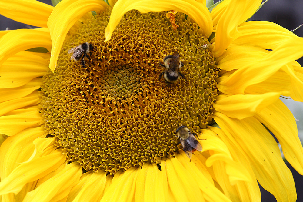 Image of Helianthus annuus specimen.