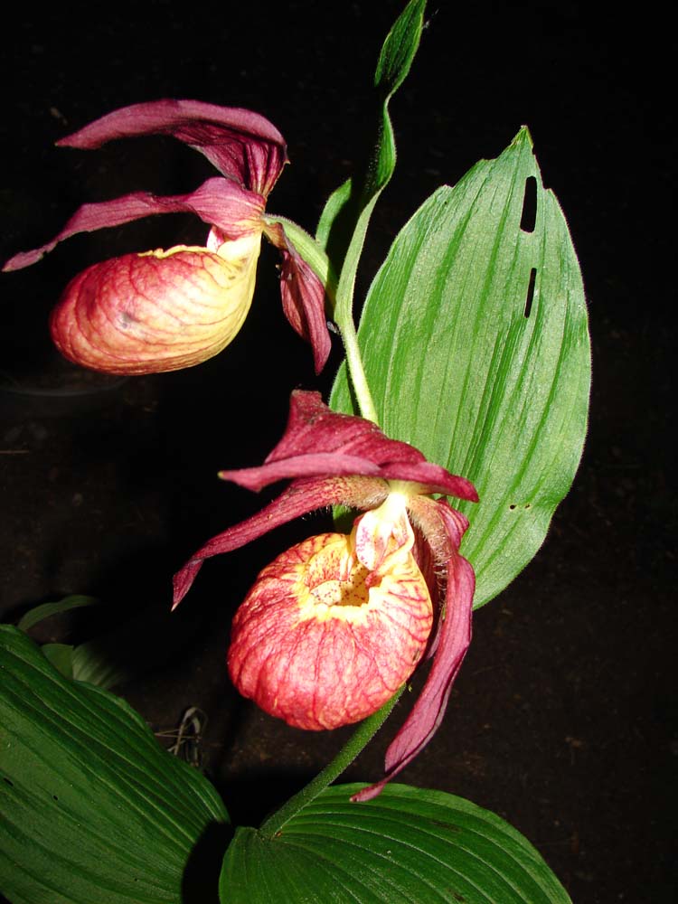 Image of Cypripedium &times; ventricosum specimen.