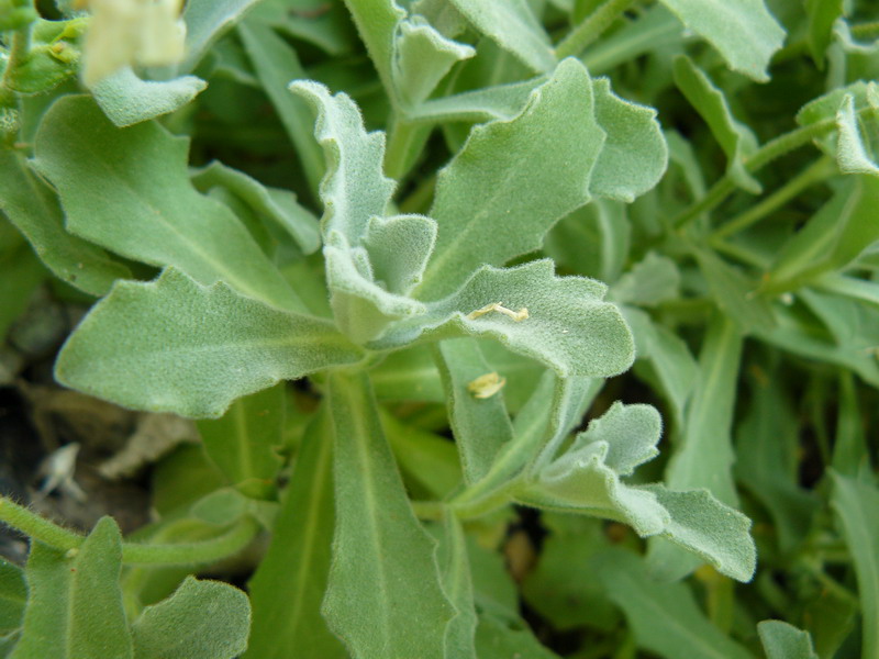 Image of Arabis caucasica specimen.