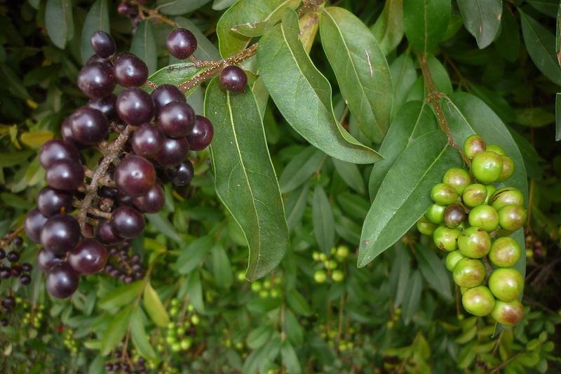 Изображение особи Ligustrum vulgare.