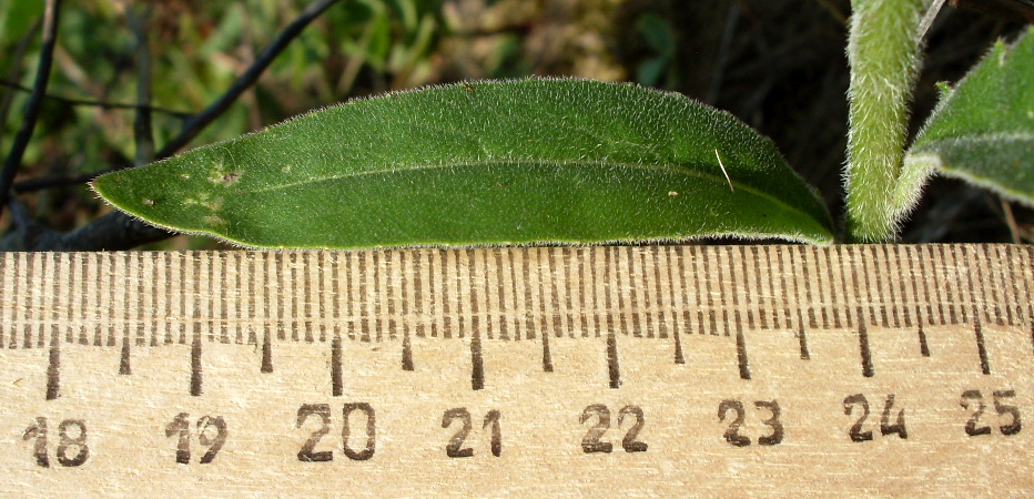 Image of genus Hesperis specimen.