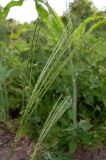 genus Digitaria