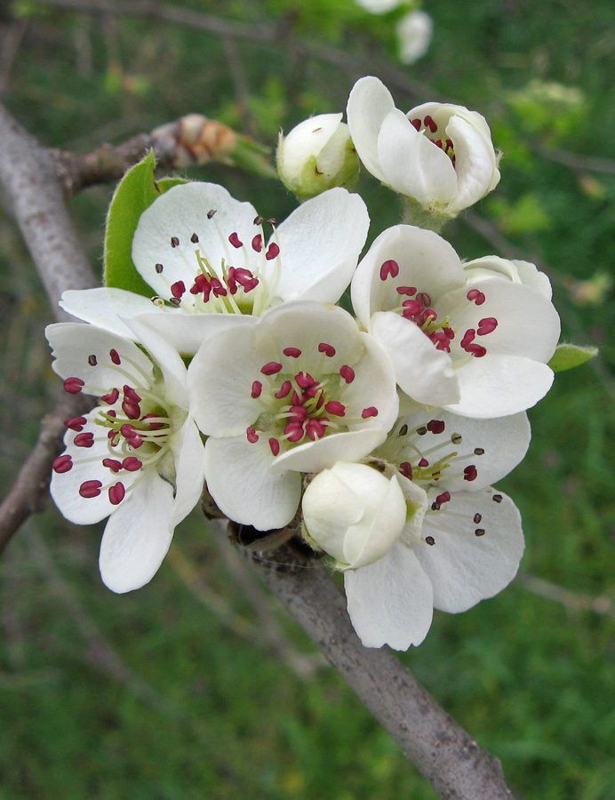 Image of Pyrus pyraster specimen.