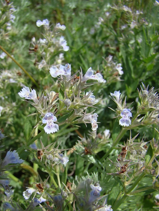 Image of Nepeta parviflora specimen.