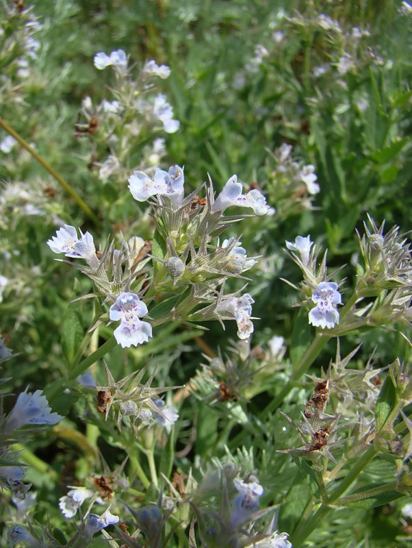 Изображение особи Nepeta parviflora.