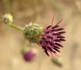 Volutaria lippii