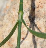 Dianthus strictus