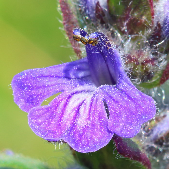 Image of Ajuga genevensis specimen.