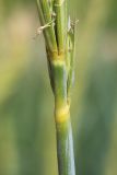Leymus racemosus subspecies sabulosus. Стебель под соцветием. Ростовская обл., Неклиновский р-н, Новобессергеневское с/п, побережье Таганрогского зал. 30.05.2013.