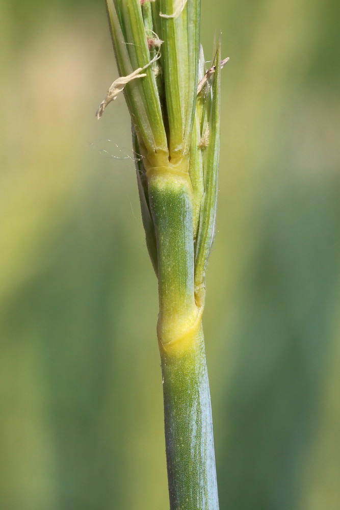 Изображение особи Leymus racemosus ssp. sabulosus.