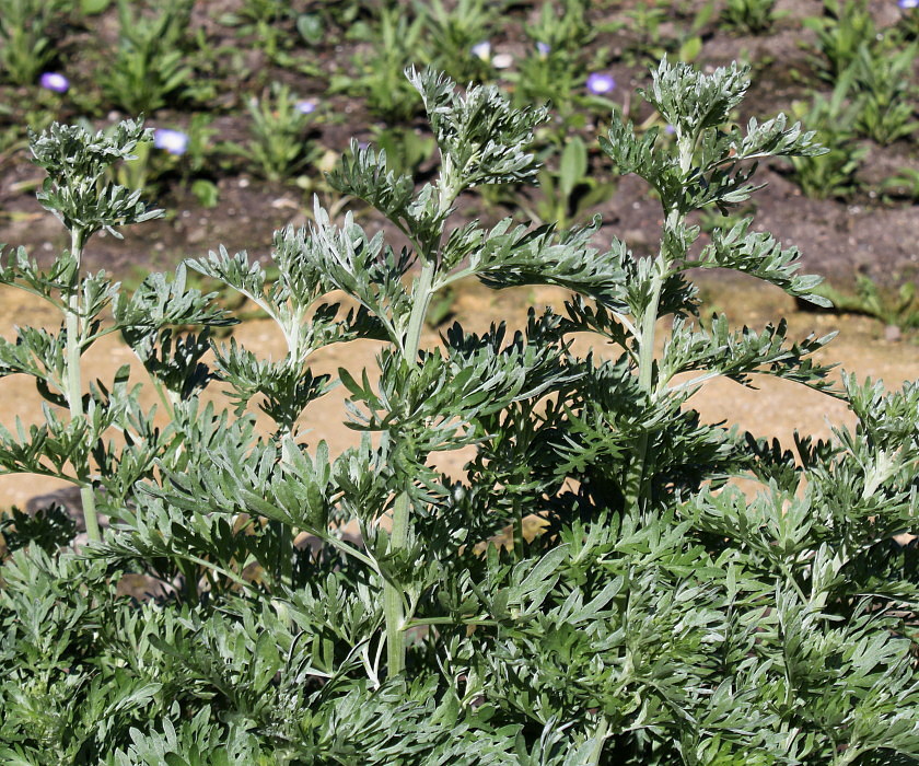 Image of Artemisia absinthium specimen.