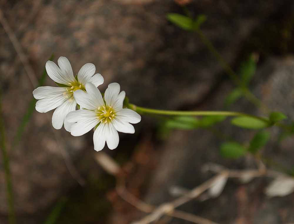 Изображение особи Cerastium glabratum.