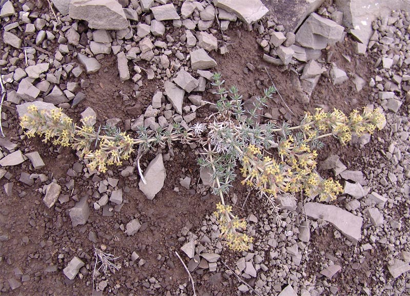 Image of Asperula glomerata specimen.