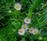 Erigeron annuus