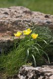 Tulipa lemmersii. Цветущие растения. Южный Казахстан, край плато над каньоном Машат. 08.04.2013.