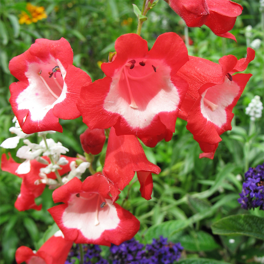 Image of Penstemon hartwegii specimen.