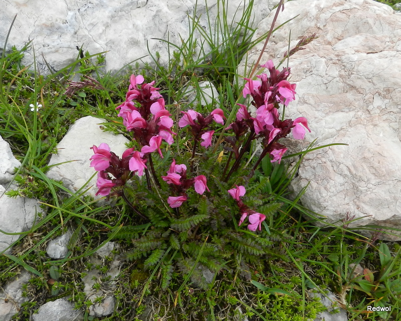 Изображение особи Pedicularis nordmanniana.