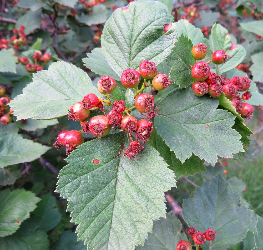 Изображение особи Crataegus sanguinea.