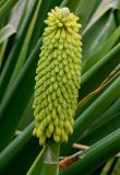 Kniphofia uvaria